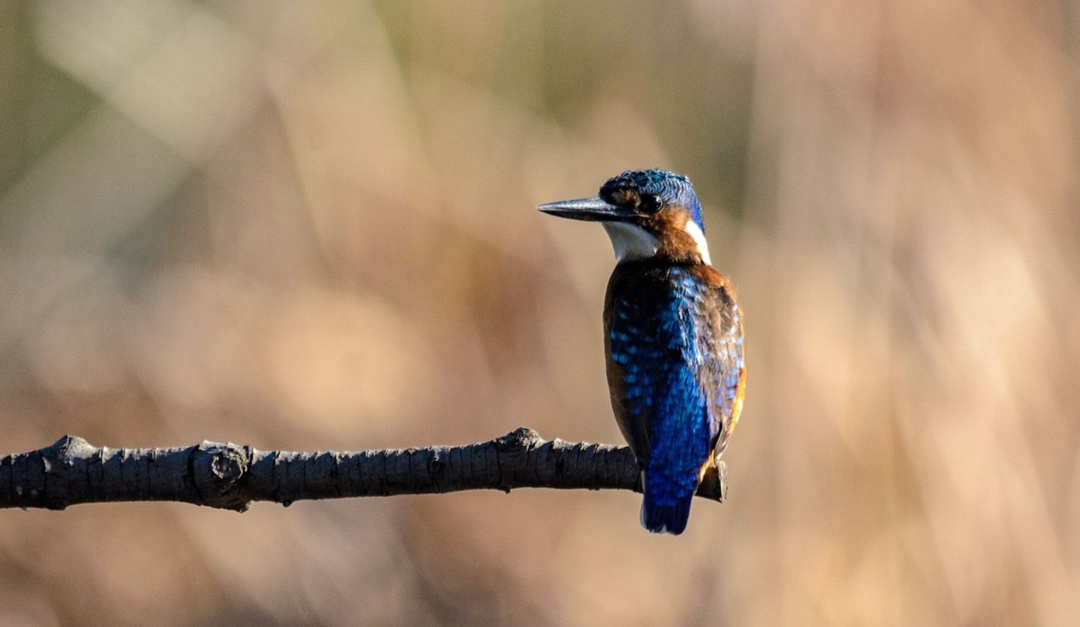 aves en africa